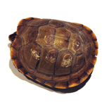 tortoise, turtle, turtle shell, pet turtle, pet, animal, photo, free photo, stock photos, royalty-free image