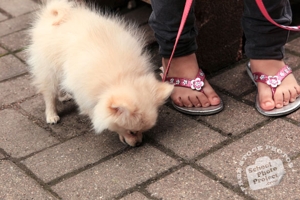 pomeranian dog, pet dog, free animal stock photo, royalty-free image