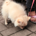 pomeranian dog, pet dog, free animal stock photo, royalty-free image