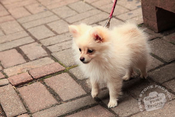 pomeranian dog, pet dog, free animal stock photo, royalty-free image