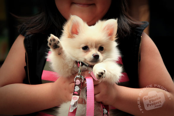 pomeranian dog, pet dog, free animal stock photo, royalty-free image