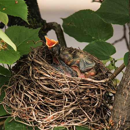 baby robin, robin's nest, American robin, free photo, royalty-free image