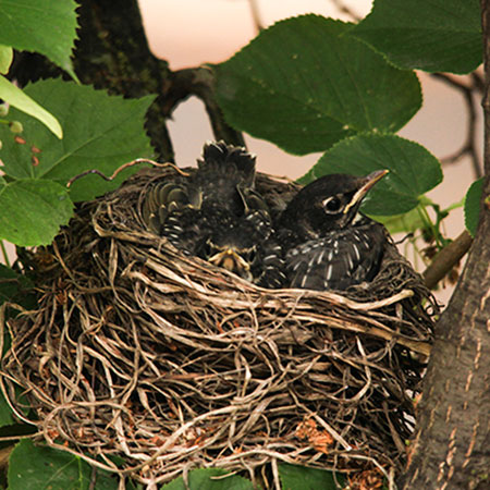 baby robin, robin's nest, American robin, free photo, royalty-free image