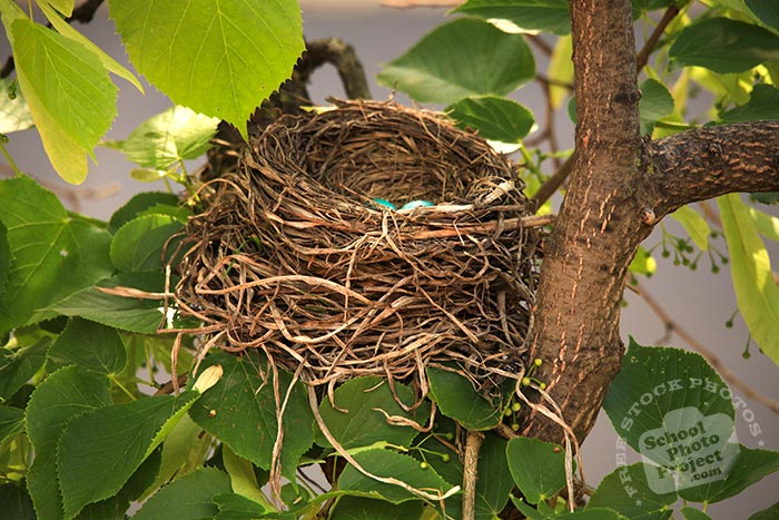 robin bird, American robin, robin's nest, robin's blue eggs, bird nest, tree, green leaves, free animal stock photo, royalty-free image