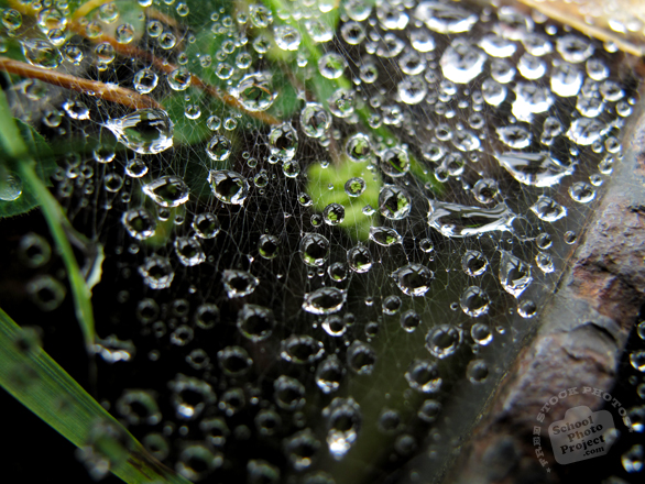web, spiderweb, cobweb, wet spiderweb, water dews, water drops, water grains photo, spiderweb picture, insect images, animal photo, free photo, stock photos, royalty-free image, free download image, stock images for free, stock photography images