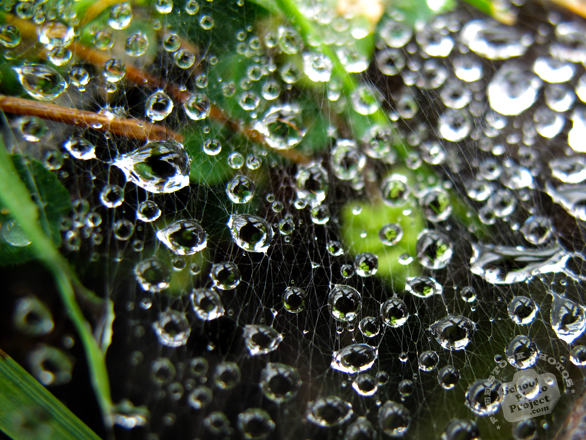 web, spiderweb, cobweb, wet spiderweb, water dews, water drops, water grains photo, spiderweb picture, insect images, animal photo, free photo, stock photos, royalty-free image, free download image, stock images for free, stock photography images