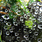 web, spiderweb, cobweb, wet spiderweb, water grains photo, spiderweb picture, insect images, animal photo, free photo, stock photos, royalty-free image, free download image, stock images for free, stock photography images