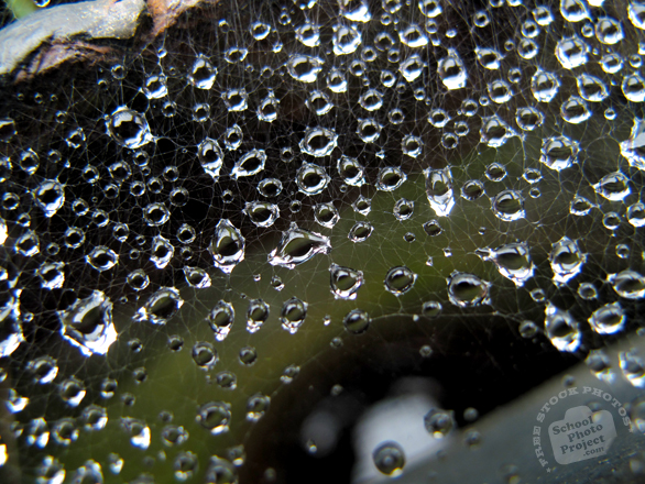 web, spiderweb, cobweb, wet spiderweb, water dews, water drops, water grains photo, spiderweb picture, insect images, animal photo, free photo, stock photos, royalty-free image, free download image, stock images for free, stock photography images