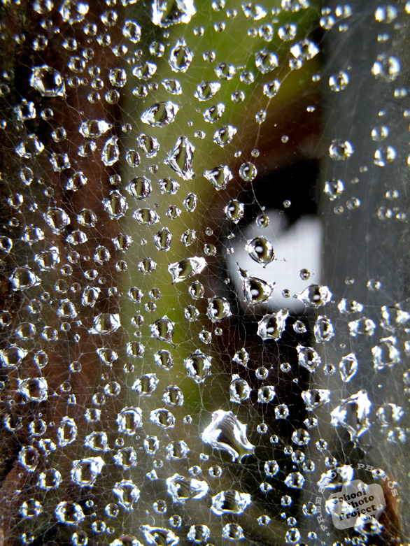 web, spiderweb, cobweb, wet spiderweb, water dews, water drops, water grains photo, spiderweb picture, insect images, animal photo, free photo, stock photos, royalty-free image, free download image, stock images for free, stock photography images