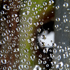 web, spiderweb, cobweb, wet spiderweb, water grains photo, spiderweb picture, insect images, animal photo, free photo, stock photos, royalty-free image, free download image, stock images for free, stock photography images
