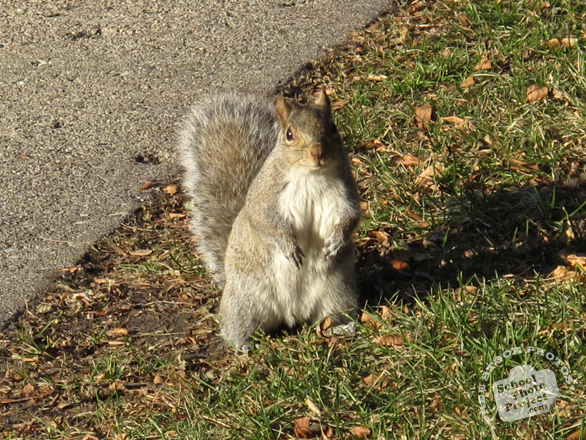 squirrel, squirrel photo, animal, wild animal, grass, photo, free photo, stock photos, royalty-free image