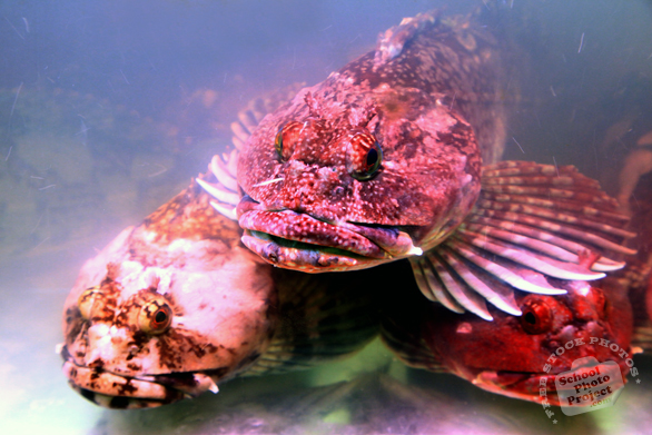 fish, stone fish, stonefish, rock fish, synanceia, lion fish, venomous fish photo, poisonous fish, camouflaged fish picture, saltwater fish images, animal photo, free photo, stock photos, royalty-free image, free download image, stock images for free, stock photography images