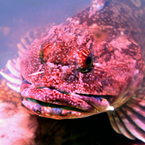 fish, stone fish, stonefish, rock fish, synanceia, lion fish, venomous fish photo, poisonous fish, camouflaged fish picture, saltwater fish images, animal photo, free photo, stock photos, royalty-free image, free download image, stock images for free, stock photography images