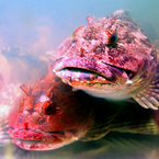fish, stone fish, stonefish, rock fish, synanceia, lion fish, venomous fish photo, poisonous fish, camouflaged fish picture, saltwater fish images, animal photo, free photo, stock photos, royalty-free image, free download image, stock images for free, stock photography images