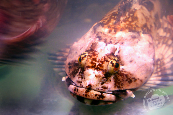 fish, stone fish, stonefish, rock fish, synanceia, lion fish, venomous fish photo, poisonous fish, camouflaged fish picture, saltwater fish images, animal photo, free photo, stock photos, royalty-free image, free download image, stock images for free, stock photography images