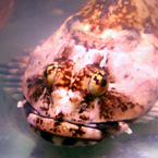 fish, stone fish, stonefish, rock fish, synanceia, lion fish, venomous fish photo, poisonous fish, camouflaged fish picture, saltwater fish images, animal photo, free photo, stock photos, royalty-free image, free download image, stock images for free, stock photography images