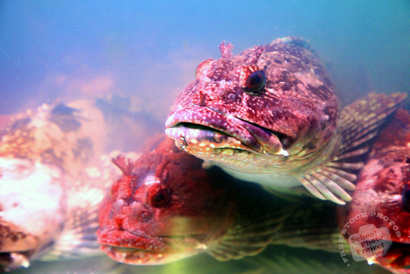 fish, stone fish, stonefish, rock fish, synanceia, lion fish, venomous fish photo, poisonous fish, camouflaged fish picture, saltwater fish images, animal photo, free photo, stock photos, royalty-free image, free download image, stock images for free, stock photography images