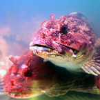 fish, stone fish, stonefish, rock fish, synanceia, lion fish, venomous fish photo, poisonous fish, camouflaged fish picture, saltwater fish images, animal photo, free photo, stock photos, royalty-free image, free download image, stock images for free, stock photography images