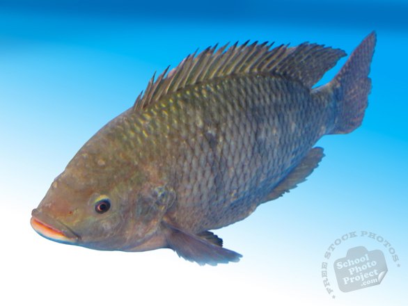 fish, tilapia, tilapia photo, seafood, animal, photo, free photo, stock photos, royalty-free image