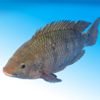 fish, tilapia, tilapia photo, seafood, animal, photo, free photo, stock photos, royalty-free image