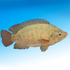 fish, tilapia, tilapia photo, seafood, animal, photo, free photo, stock photos, royalty-free image