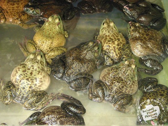 frog, toad, frog photo, toad picture, amphibian, animal, photo, free photo, stock photos, royalty-free image