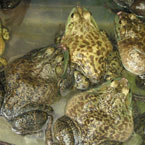 frog, toad, amphibian, animal, photo, free photo, stock photos, royalty-free image