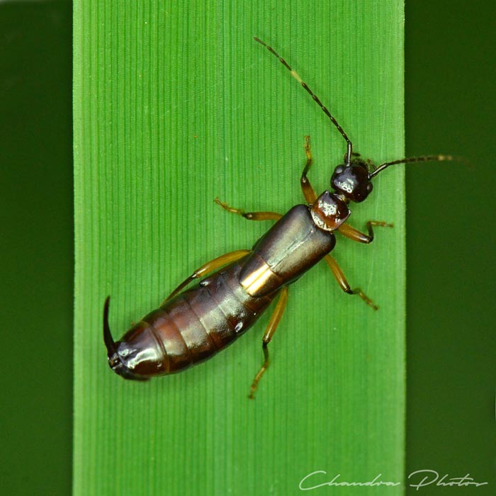 tomcat bug, tomcat beetle, rove beetle on grass leaf, pest insect, macro photography, green leaves, free insect stock photo, royalty-free image, Chandra Photos