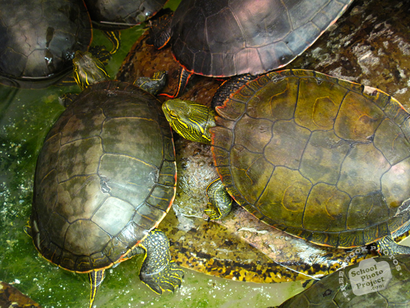 turtle, slider turtle, red-eared turtle, tortoise, musk turtle, reptile, turtle photo, tortoise picture, reptile images, animal photo, free photo, stock photos, royalty-free image, free download image, stock images for free, stock photography images