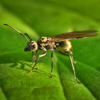 winged ant, flying ant, insect, macro photography, free photo, stock photo, free picture, royalty-free image