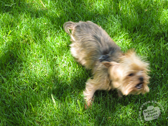 yorkshire terrier, dog, dog breed, dog photo, canine, pet, animal, photo, free photo, stock photos, royalty-free image