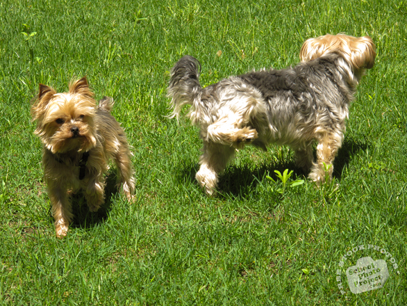 yorkshire terrier, dog, dog breed, dog photo, canine, pet, animal, photo, free photo, stock photos, royalty-free image