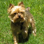 yorkshire terrier, pet dog, breed dog, free stock photo, free image, royalty-free picture