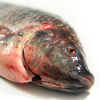 tilapia, cleaned fish, dead fish, seafood, fresh water fish, free stock photo, picture, free images download, stock photography, royalty-free image