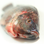 tilapia, cleaned fish, dead fish, seafood, fresh water fish, free stock photo, picture, free images download, stock photography, royalty-free image