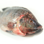 tilapia, cleaned fish, dead fish, seafood, fresh water fish, free stock photo, picture, free images download, stock photography, royalty-free image