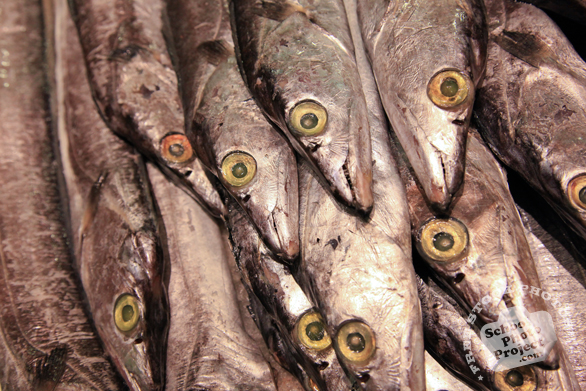 cutlass fish, seafood, saltwater fish, free stock photo, picture, free images download, stock photography, royalty-free image