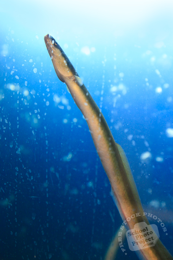 eel, seafood, fresh water fish, free stock photo, picture, free images download, stock photography, royalty-free image