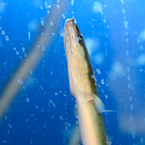 eel, seafood, fresh water fish, free stock photo, picture, free images download, stock photography, royalty-free image