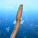 eel, seafood, fresh water fish, free stock photo, picture, free images download, stock photography, royalty-free image