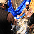 fishmonger, fish market, fish stall, fresh fish, seafood vendor, free stock photo, picture, free images download, stock photography, royalty-free image