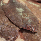 flounder, flatfish, saltwater fish, seafood, free stock photo, picture, free images download, stock photography, royalty-free image