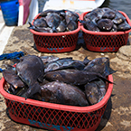 fresh catches, fisherman, fish stall, seafood, saltwater fish, free stock photo, picture, free images download, stock photography, royalty-free image