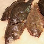 flounder, flatfish, saltwater fish, seafood, free stock photo, picture, free images download, stock photography, royalty-free image