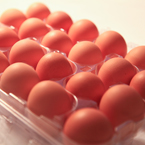 organic egg, chicken egg, egg in pack, free foto, free photo, picture, image, free images download, stock photography, stock images, royalty-free image