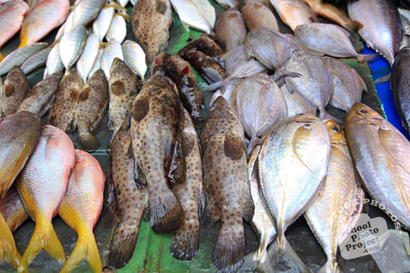 saltwater fish, fish stall, seafood market, free stock photo, picture, free images download, stock photography, royalty-free image