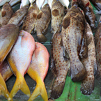 saltwater fish, fish stall, seafood market, free stock photo, picture, free images download, stock photography, royalty-free image
