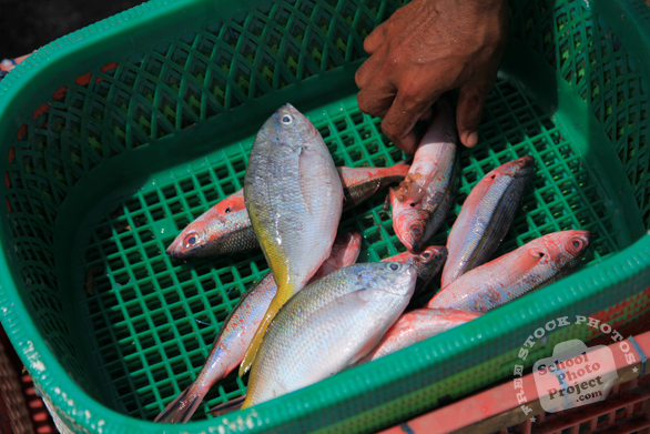 saltwater fish, fish stall, seafood, free stock photo, picture, free images download, stock photography, royalty-free image