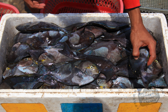 fishmonger, fresh catch, fish stall, seafood, saltwater fish, free stock photo, picture, free images download, stock photography, royalty-free image