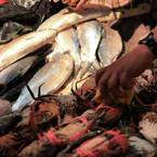 milkfish, crabs, fresh fish, fishmonger, fish stall, seafood market, free stock photo, picture, free images download, stock photography, royalty-free image